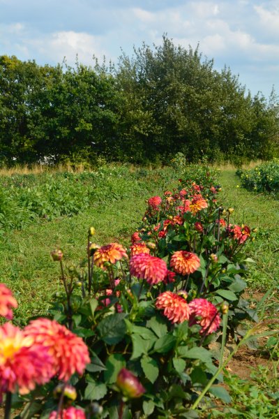 Dahlien auf dem Blumenfeld